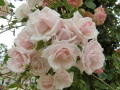 rose05.jpg