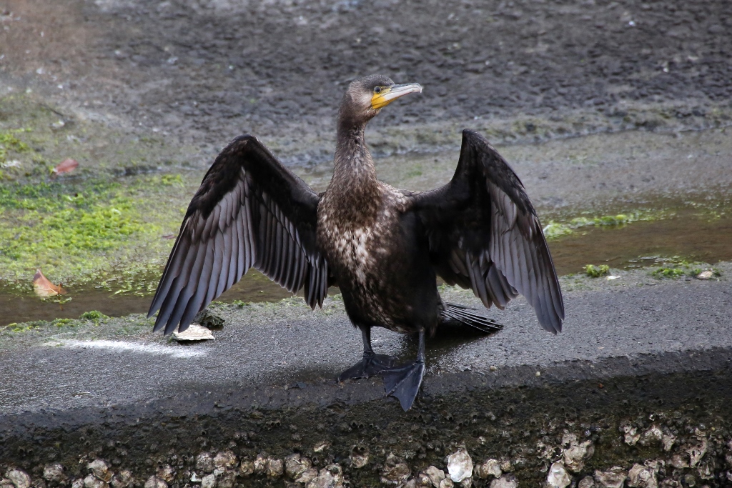 B97A2482 (1024x683).jpg