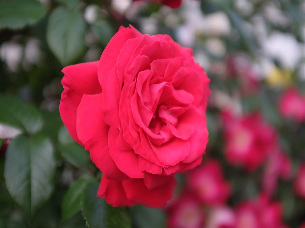DSCF1177_R.JPG