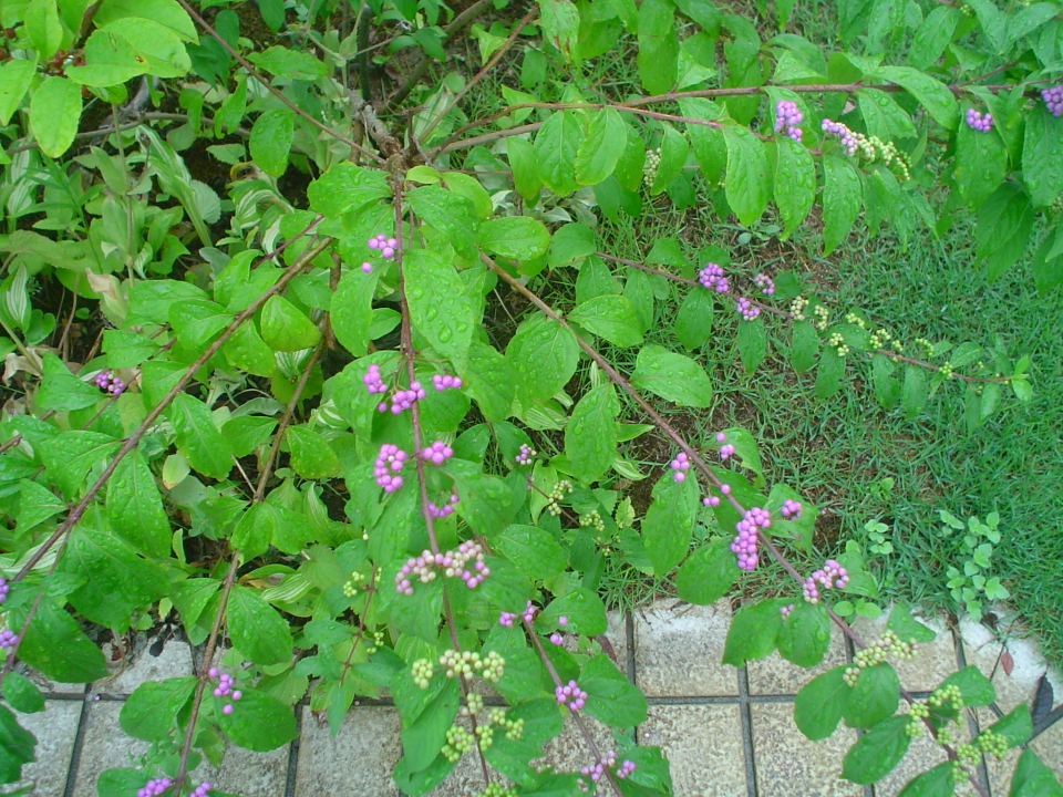 DSC00019  s.JPG