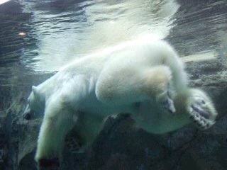 泳ぐ白熊0001.jpg