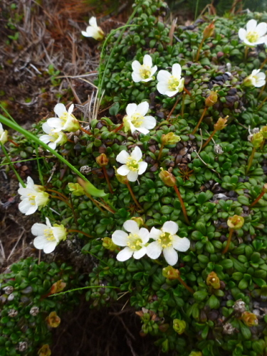 南八ヶ岳の花201307142.jpg