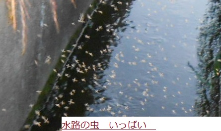 C:\fakepath\むし.JPG