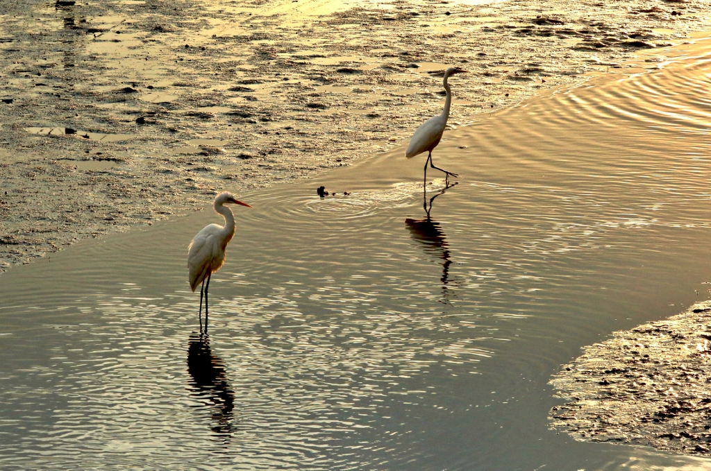 B97A7393 - コピー (1024x679).jpg