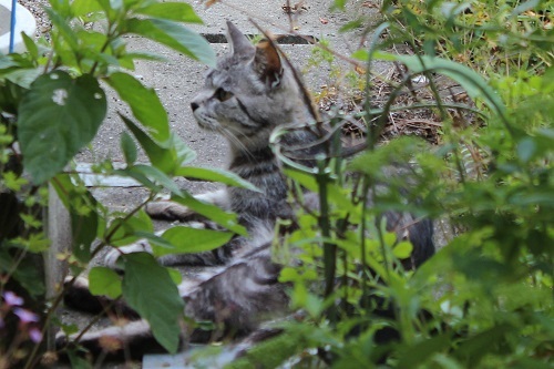 最後の子猫 (2).JPG