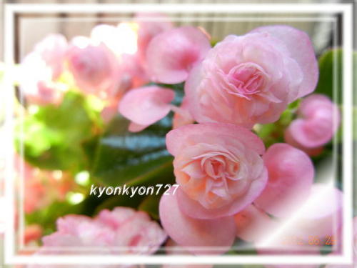 バラ咲きベゴニア2