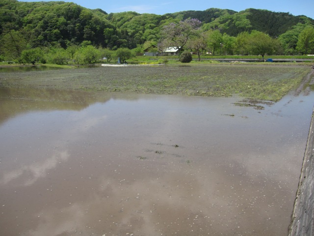 20160429田んぼ.jpg