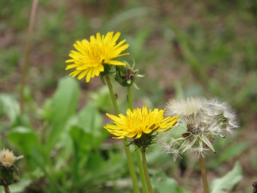 タンポポ8349.jpg
