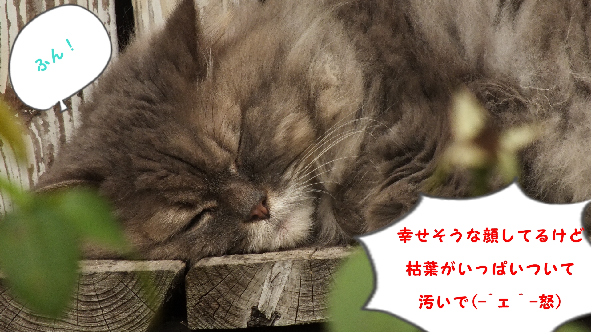 DSCF0831.JPG