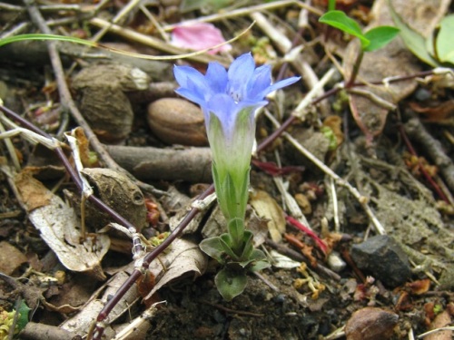 フデリンドウの青紫の小さな花 フデリンドウの名は 花の閉じた形が筆の穂先に似ていることから名づけられました しろうと自然科学者の自然観察日記 楽天ブログ