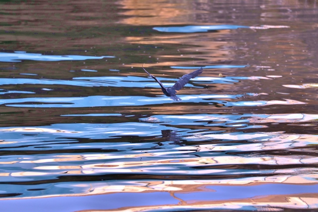 CJ9I1567 (640x427).jpg