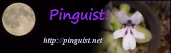 pinguist-300x94.jpg