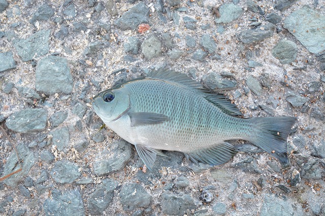 showPhoto (640×426)