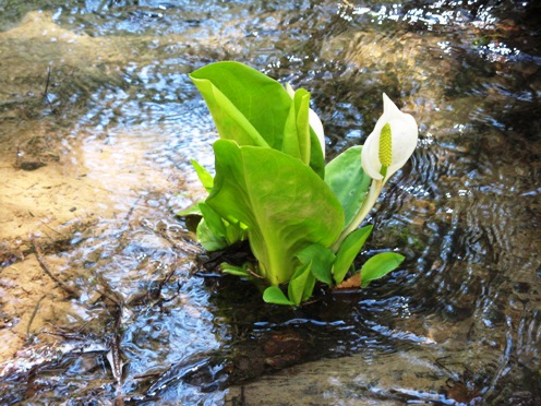 8　水芭蕉アップ.jpg