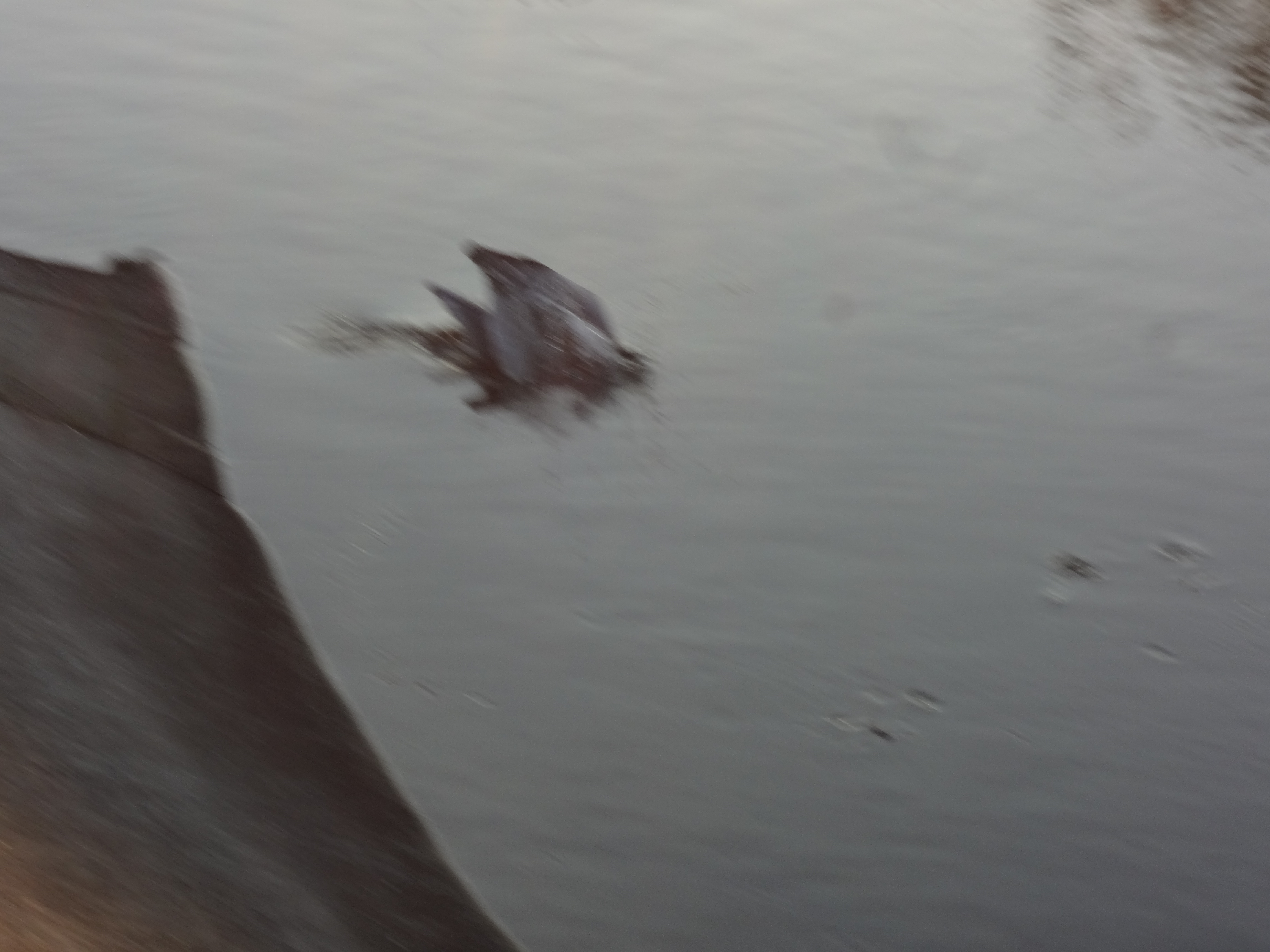 魚をゲット