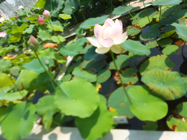DSCF2761.JPG