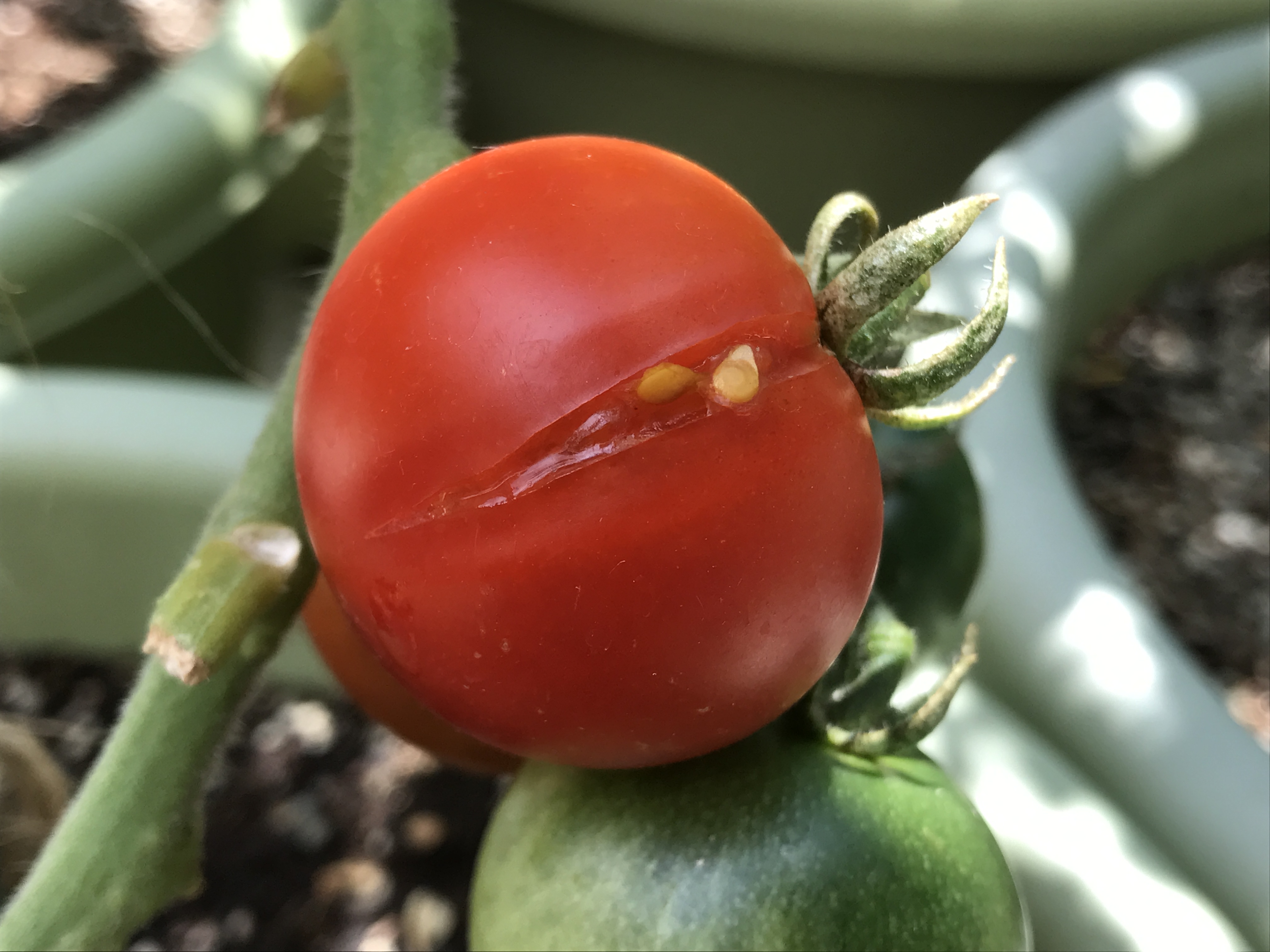 フルーツトマト　破裂