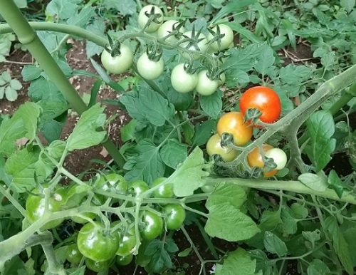 高リコピンミニトマト初収穫 トマトの虫も増えています ネコ様とガーデニング 楽天ブログ