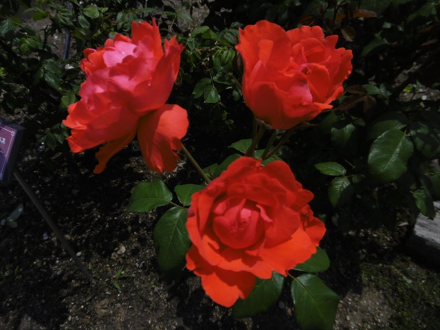 P1240786_R.JPG