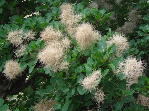 煙に巻く はかない青春 の花言葉がつけられたスモークツリー 煙の木 の花と果実 自然観察の振返り 19 ウルシ科の植物 第1回 しろうと自然科学者の自然観察日記 楽天ブログ