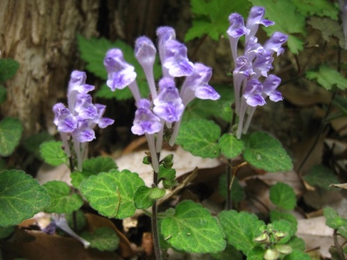 コバノタツナミの花 初夏 5月中旬 の高尾山での自然観察 その8 しろうと自然科学者の自然観察日記 楽天ブログ