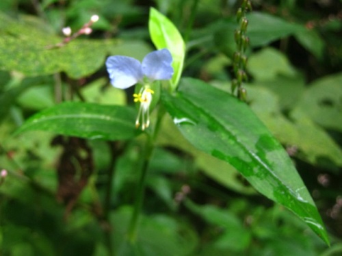 同じツユクサ科の植物 ツユクサとヤブミョウガ 秋 9月下旬 の高尾山 その6 しろうと自然科学者の自然観察日記 楽天ブログ