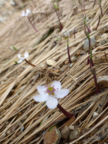 21谷川岳の花.jpg