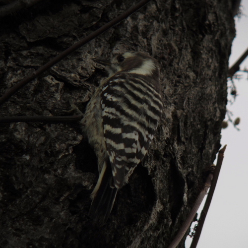 大人の野鳥観察会201403235.jpg