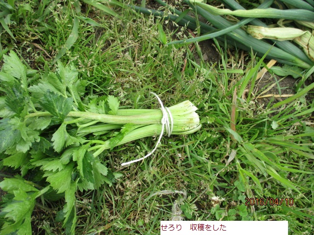 せ.JPG