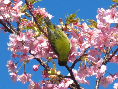 河津桜・メジロ09.JPG