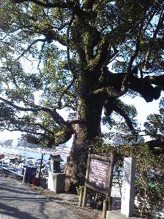 おっきな木。この木なんの木、気になる木。