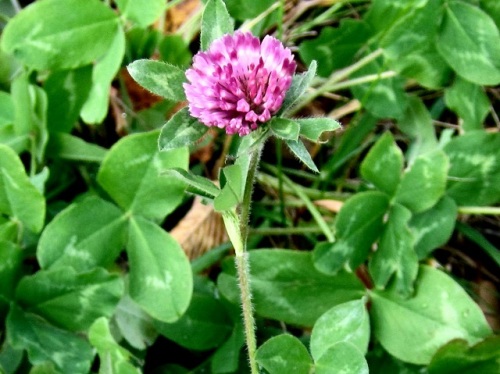 帰化植物ムラサキツメクサの花 秋の北海道での自然観察 その6 しろうと自然科学者の自然観察日記 楽天ブログ