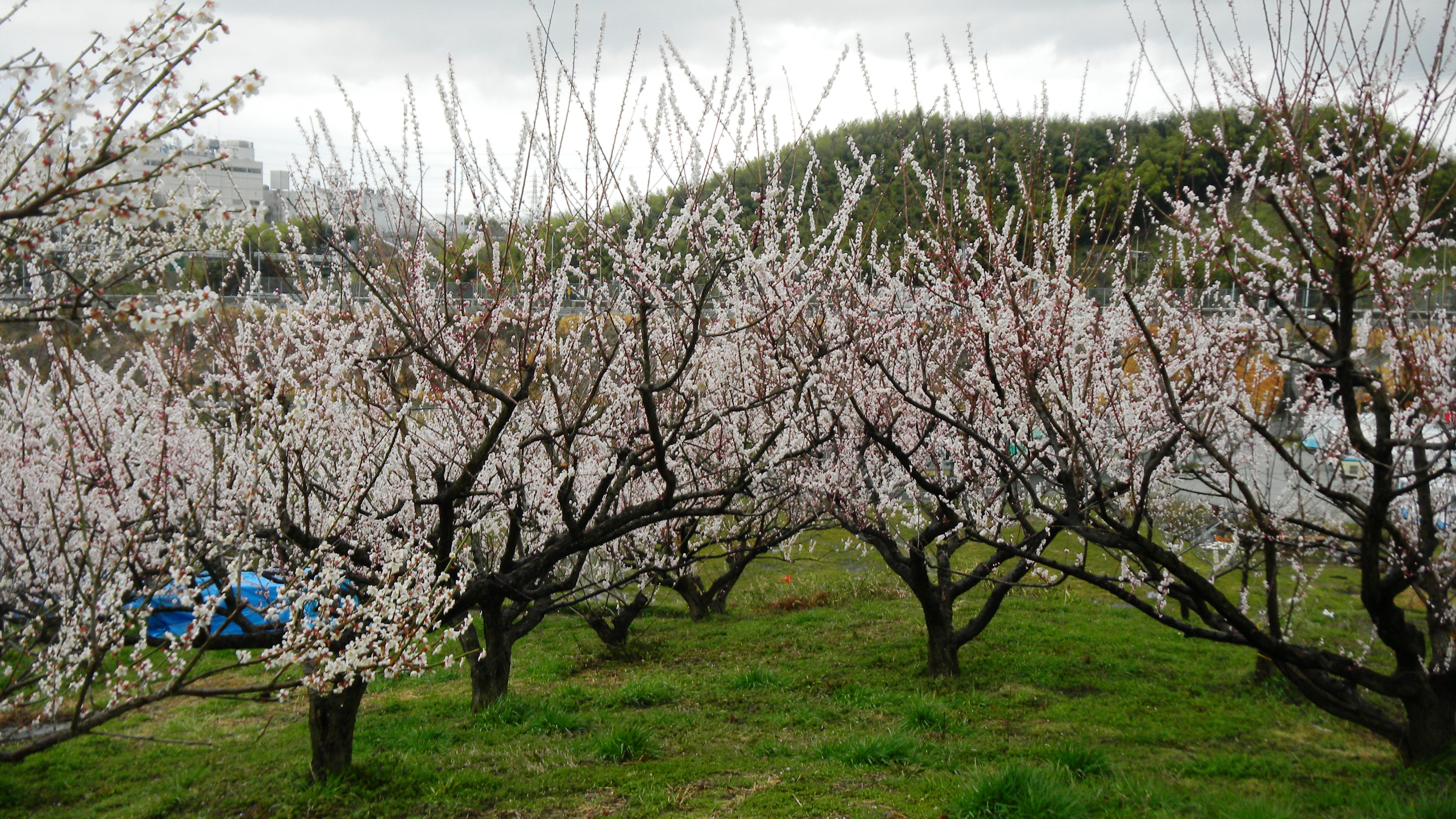 037名阪国道南側の梅 (2).JPG