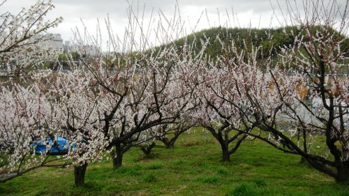 037名阪国道南側の梅 (2).JPG