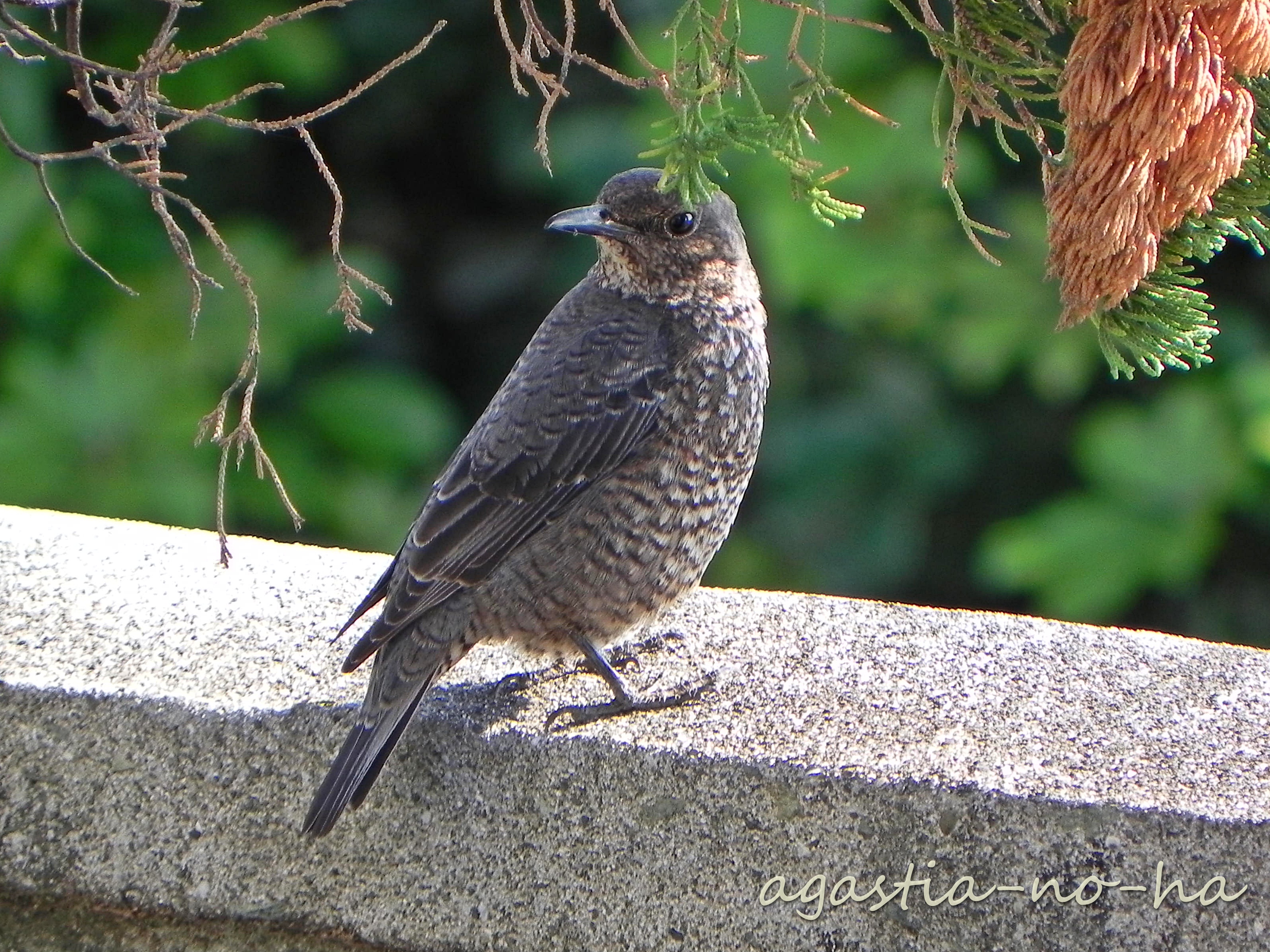 DSCN3758.JPG
