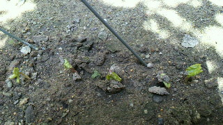 2012062514160000.jpg