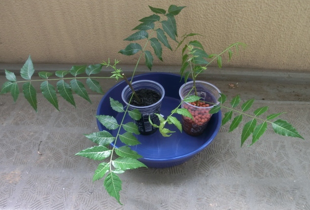 ニームの木挿木(左が先に水につけていた方で炭に挿し木。左がその2日後にみずにつけたもので古いハイドロボールに挿し木) (2).JPG