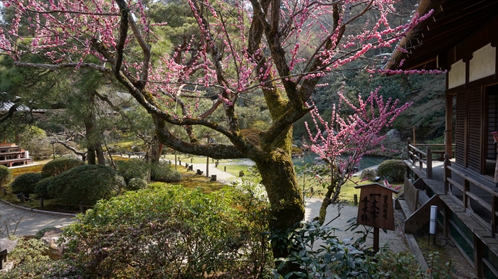 20160323 10060201.JPG