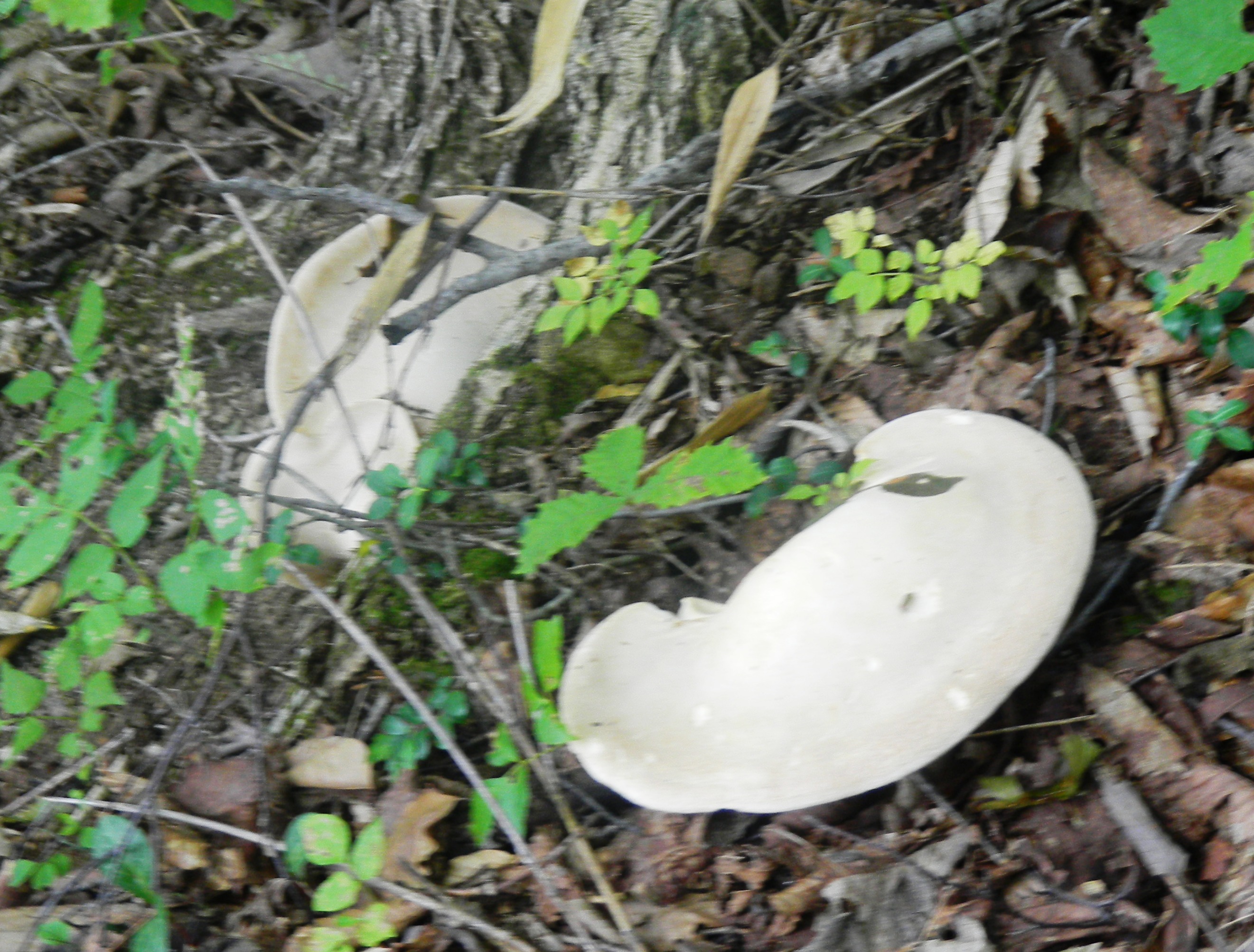 040小谷山城跡 (4).JPG