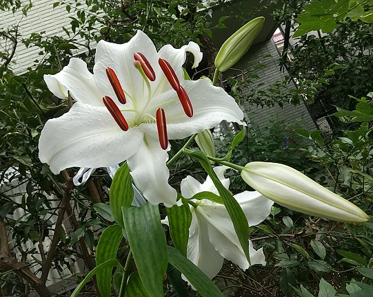 DSC_4279.JPG