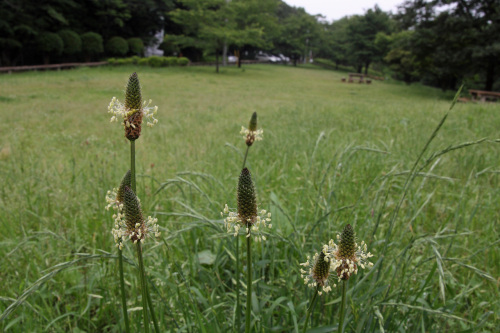 ヘラオオバコ（1280x853）