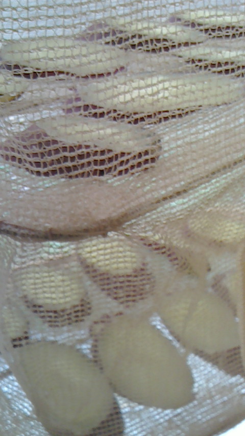 NEC_0138.JPG