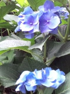 青ガクアジサイ2017