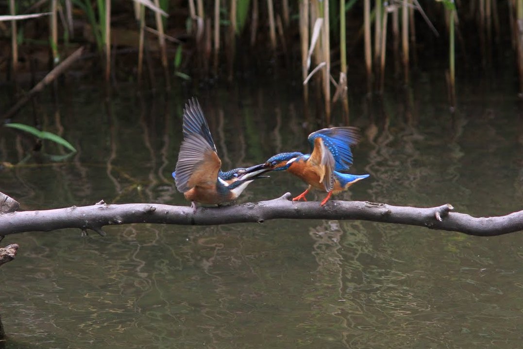 IMG_23632011カワセミ.JPG