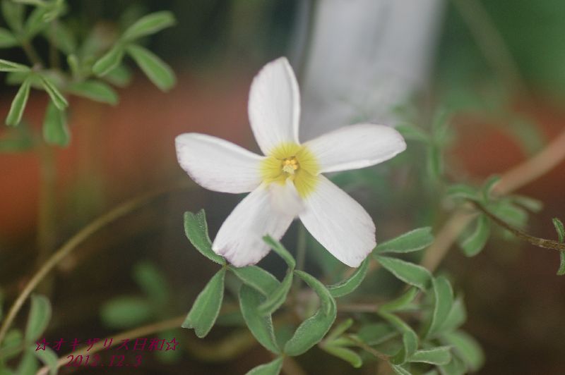 DSC_5222.JPG