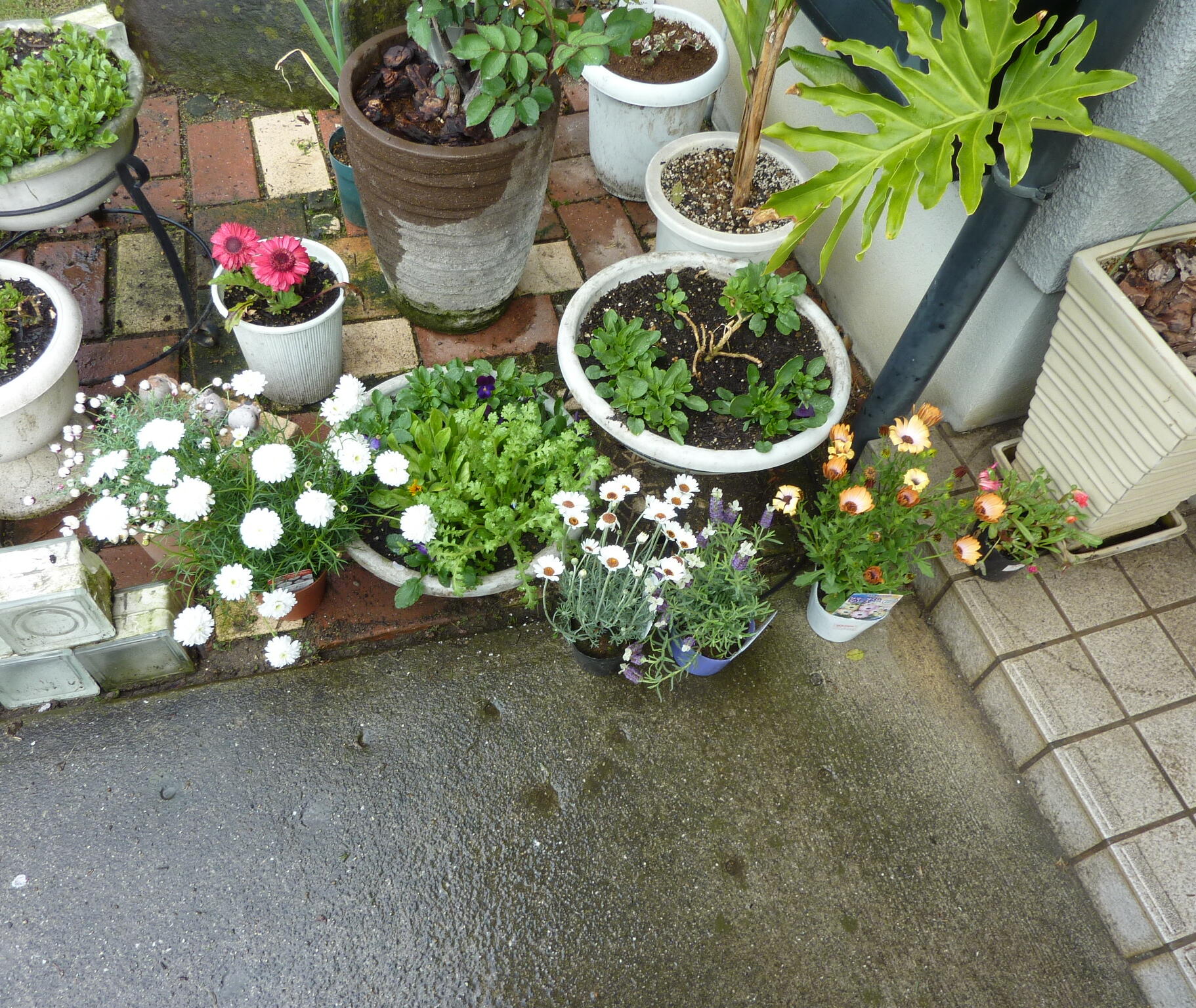 130407-siba-1.jpg