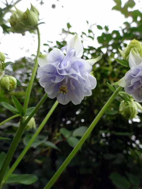 港の見える丘公園4月24日 (2).JPG