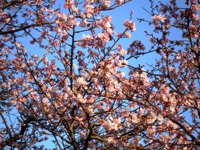 城ヶ崎桜２.JPG