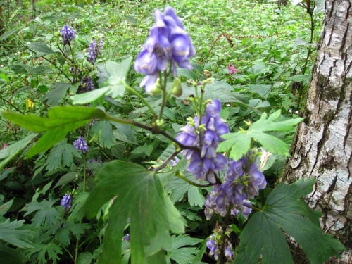 青紫色の花びらのように見える5枚の萼片があるヤマトリカブトの花 自然観察の振返り 23 キンポウゲ科の植物 第19回 しろうと自然科学者の自然観察日記 楽天ブログ