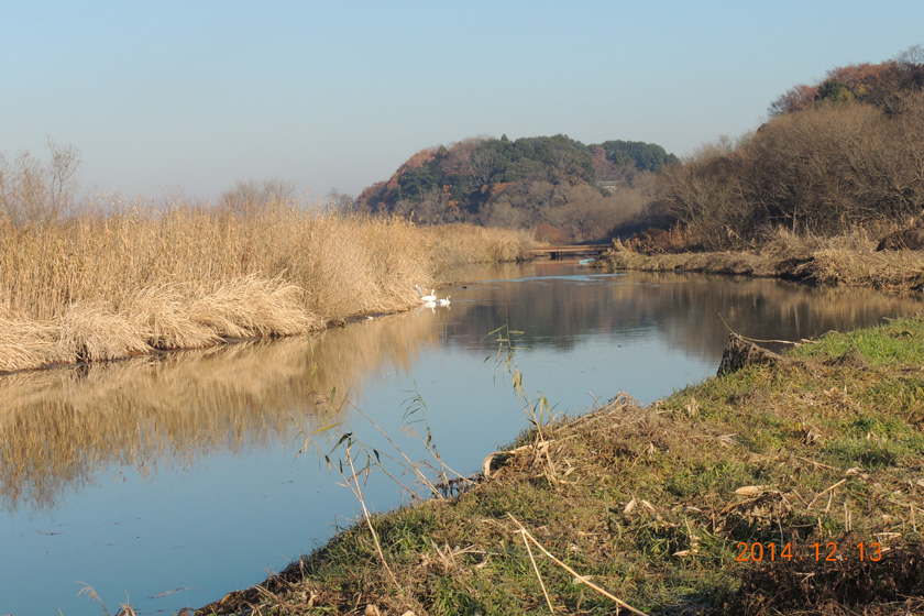 白鳥　26,12-002w.jpg